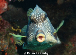 Smooth trunkfish shot with Canon 30D, Ikelite housing and... by Brian Lasenby 